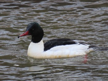 2022年4月9日(土) 真駒内公園の野鳥観察記録