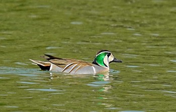 2022年4月9日(土) 大阪鶴見緑地の野鳥観察記録