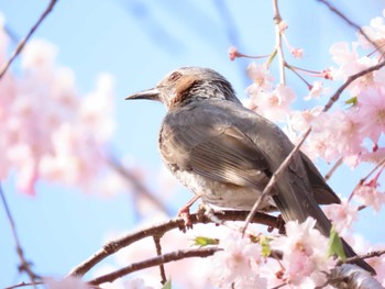 ヒヨドリ 北勢中央公園 2022年4月9日(土)