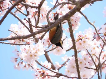 2022年4月9日(土) 庭田山頂公園の野鳥観察記録