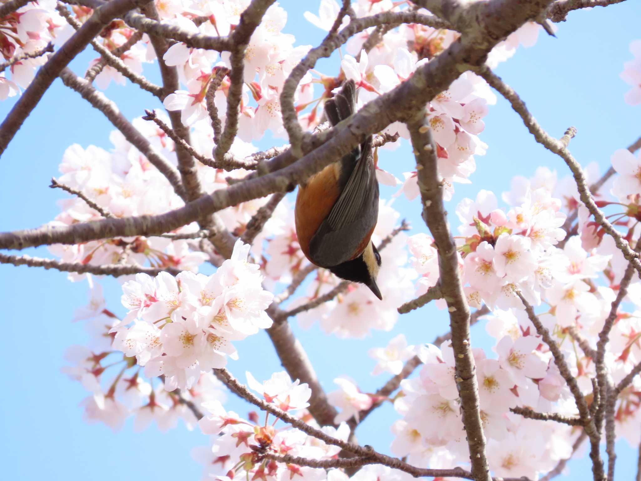 Photo of Varied Tit at 庭田山頂公園 by sword-fish8240