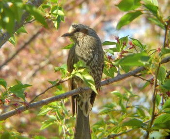 2022年4月9日(土) 埼玉県の野鳥観察記録