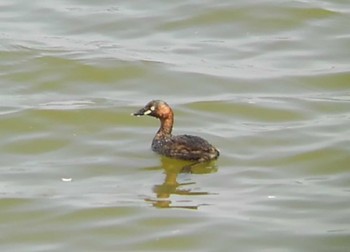 2022年4月9日(土) 伊佐沼の野鳥観察記録