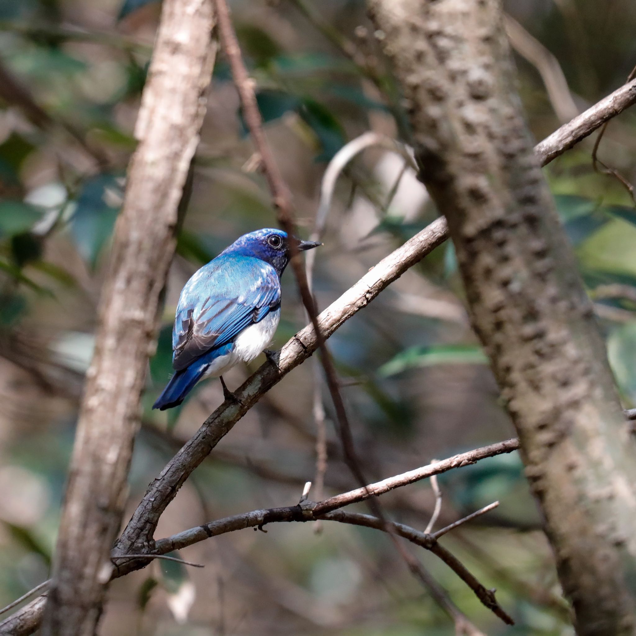 Photo of Blue-and-white Flycatcher at 愛知県 by Sakamoto