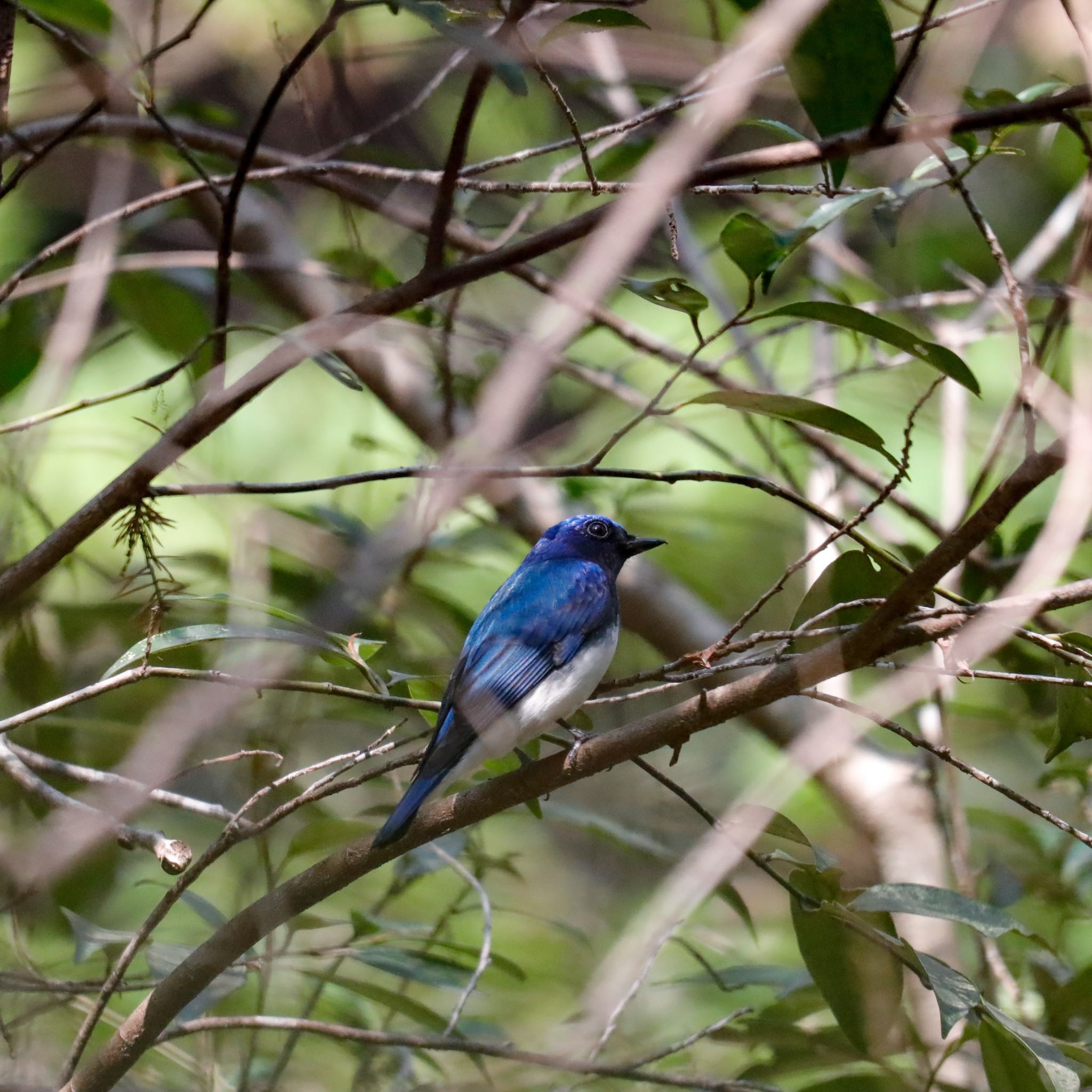 Photo of Blue-and-white Flycatcher at 愛知県 by Sakamoto