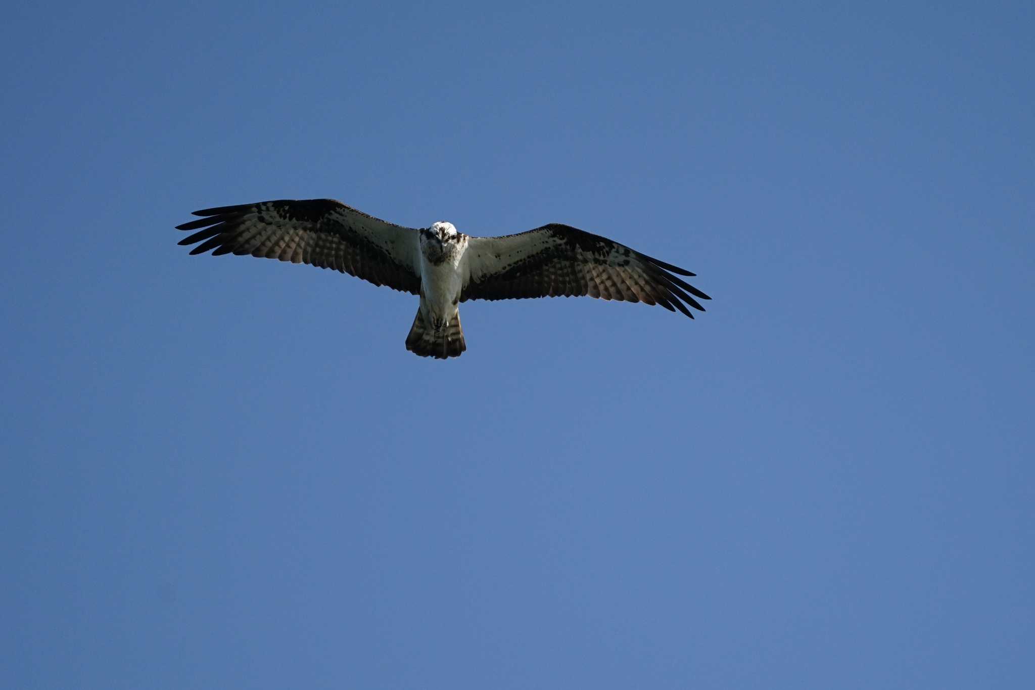 Photo of Osprey at 境水道 by ひらも