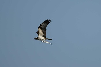 Osprey 境水道 Sat, 4/9/2022