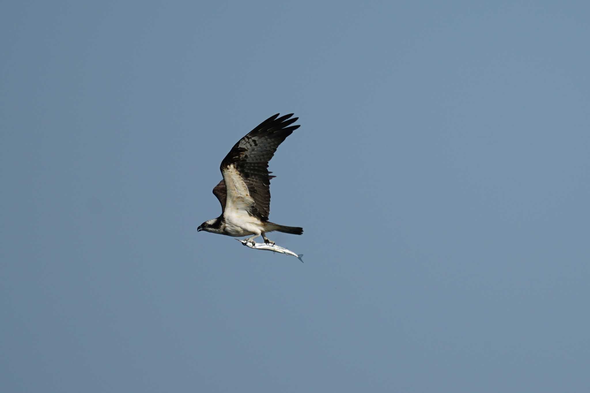 Photo of Osprey at 境水道 by ひらも