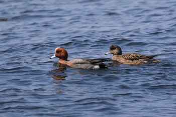 ヒドリガモ 北海道　函館市　志海苔海岸 2022年4月9日(土)