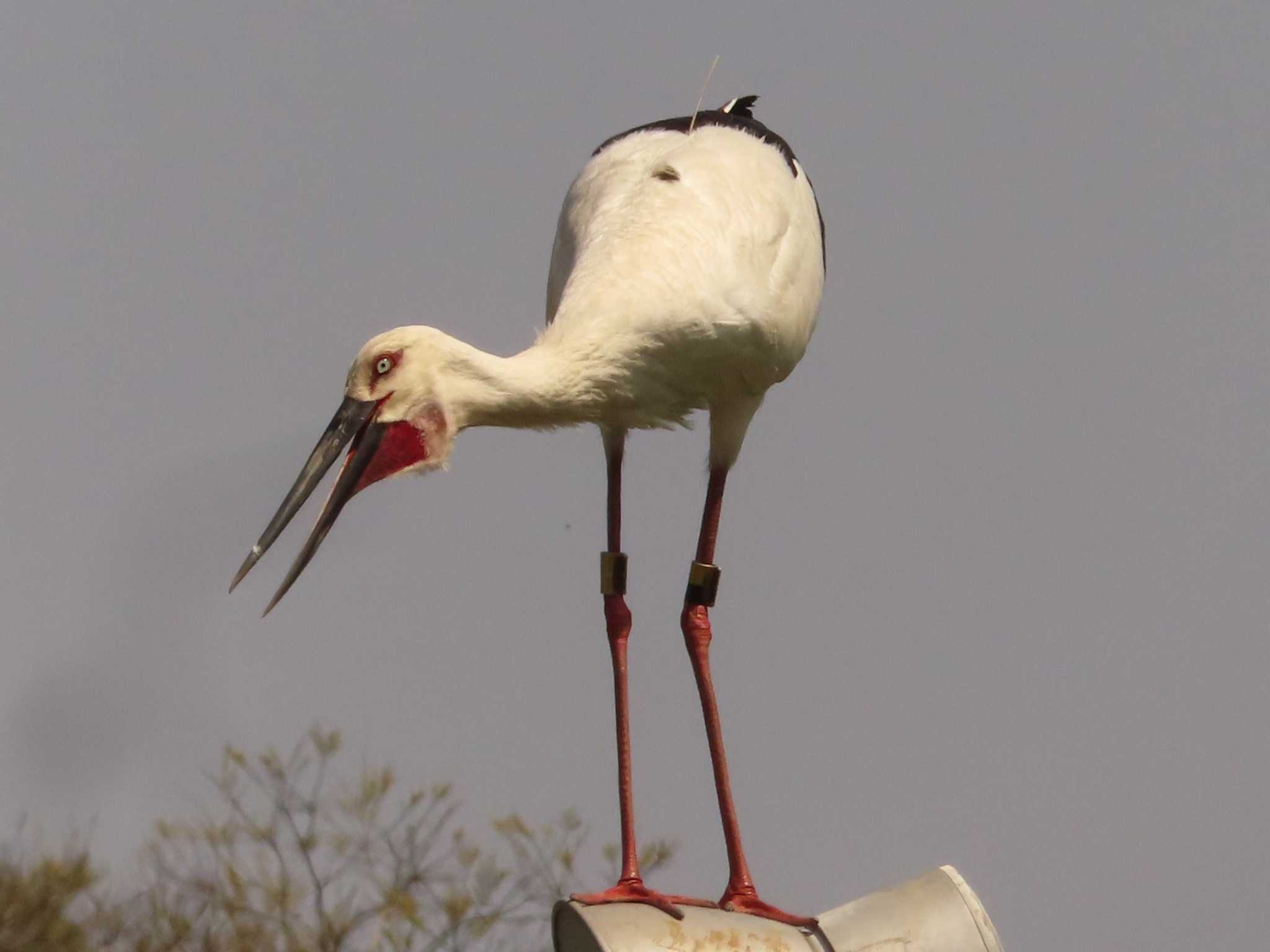 コウノトリの里(野田市) コウノトリの写真 by ゆ