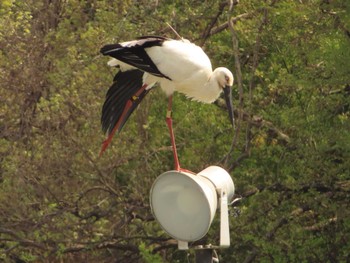 コウノトリ コウノトリの里(野田市) 2022年4月9日(土)