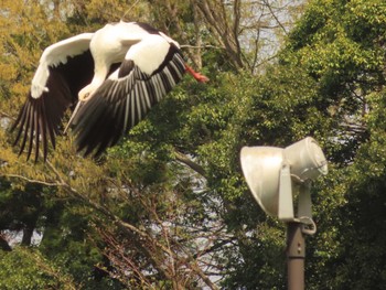 2022年4月9日(土) コウノトリの里(野田市)の野鳥観察記録