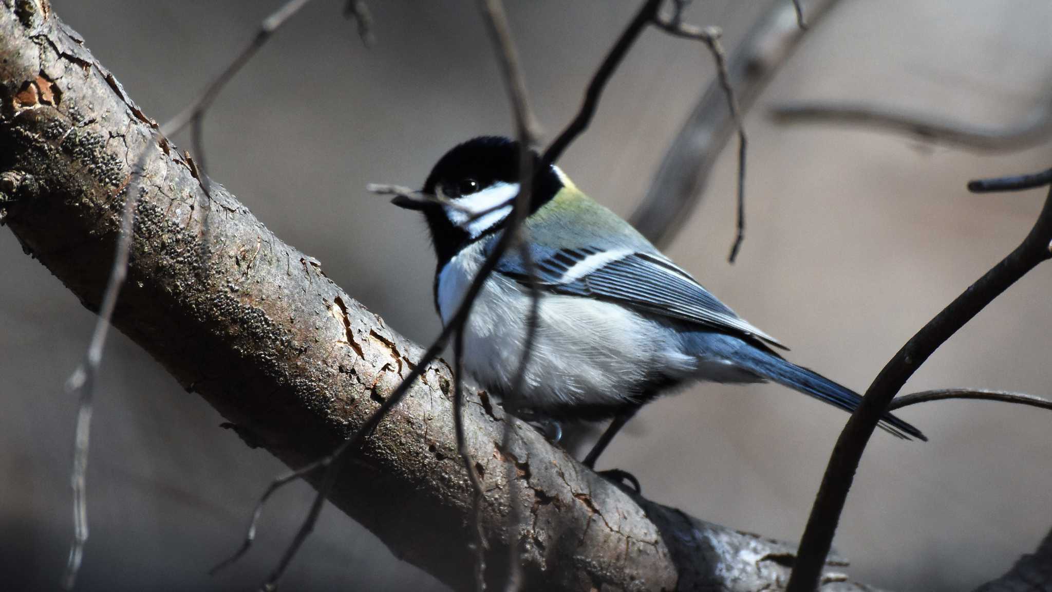 軽井沢野鳥の森 シジュウカラの写真 by ao1000