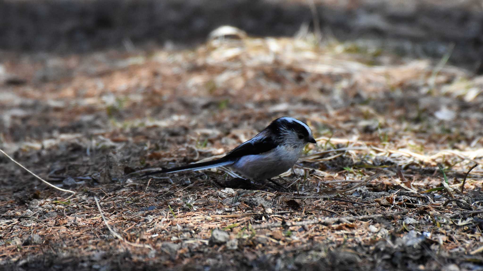 軽井沢野鳥の森 エナガの写真 by ao1000