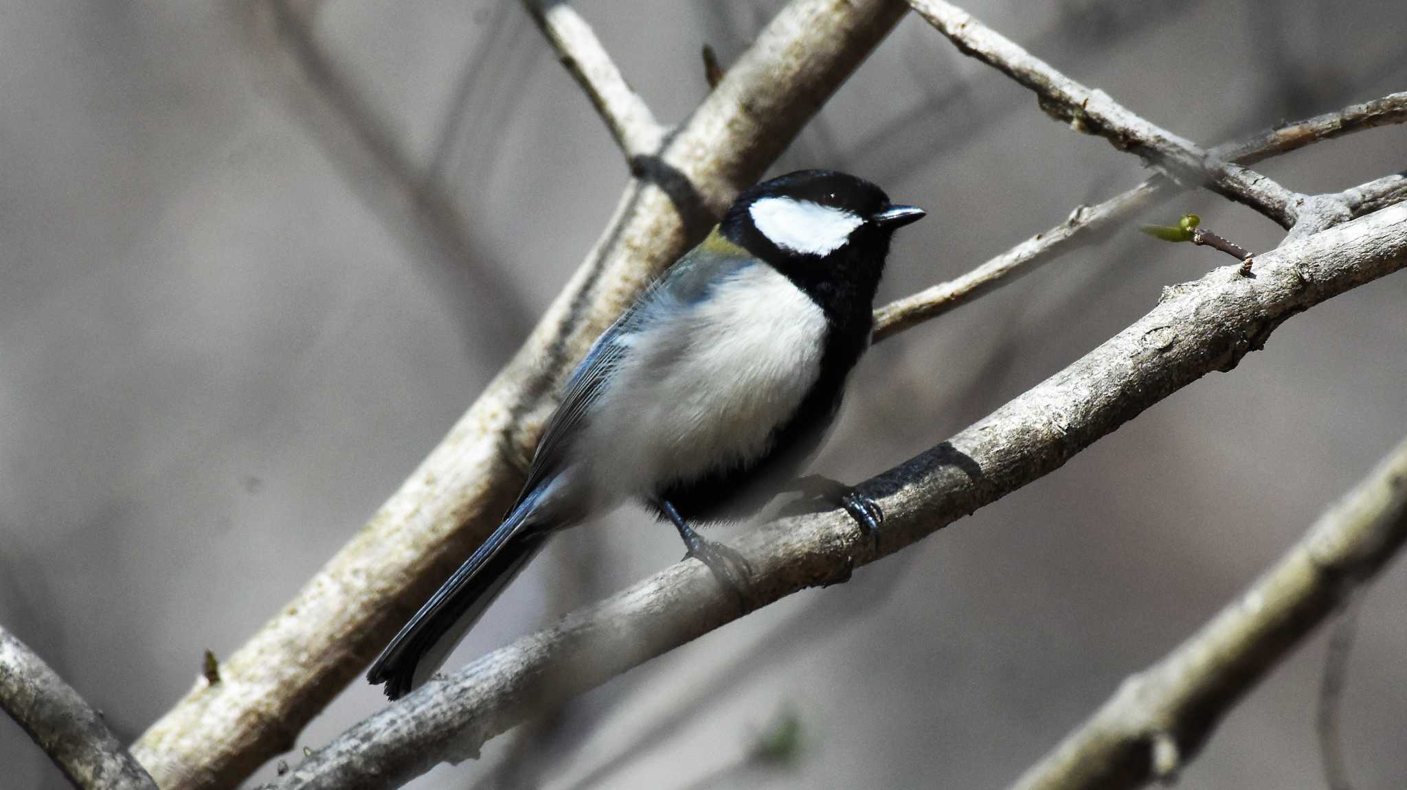 軽井沢野鳥の森 シジュウカラの写真 by ao1000