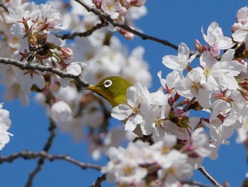 メジロ あがたの森公園 2022年4月9日(土)