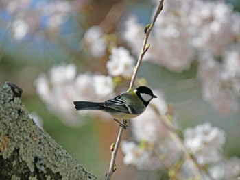 シジュウカラ あがたの森公園 2022年4月9日(土)