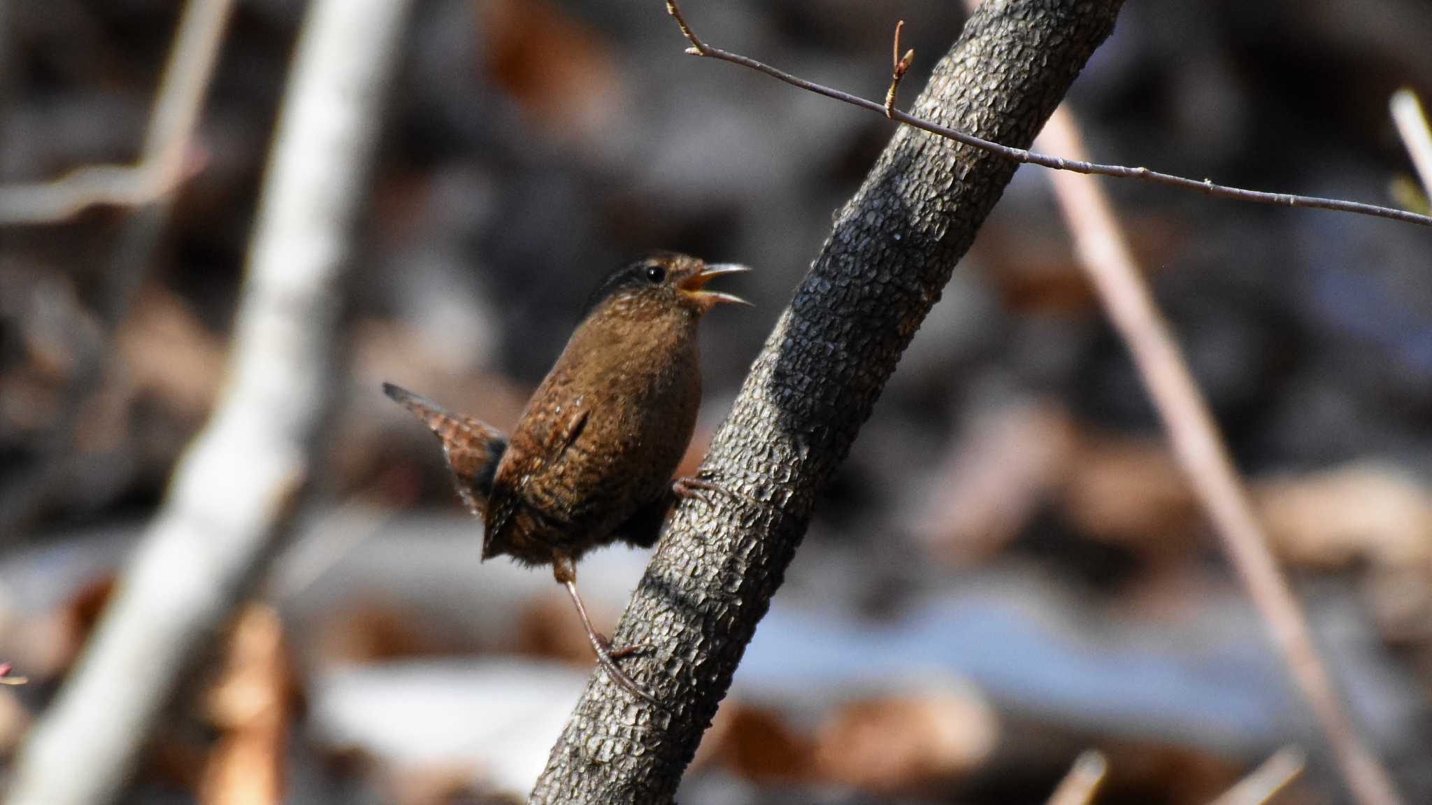 軽井沢野鳥の森 ミソサザイの写真 by ao1000