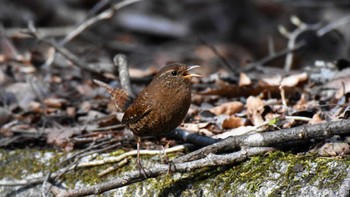 2022年4月9日(土) 軽井沢野鳥の森の野鳥観察記録