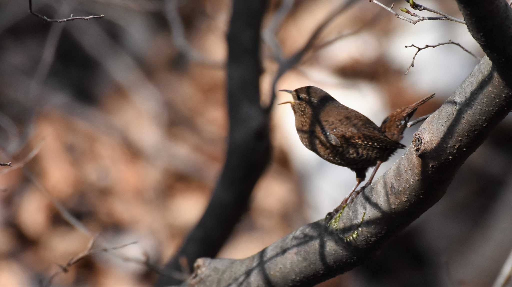 軽井沢野鳥の森 ミソサザイの写真 by ao1000