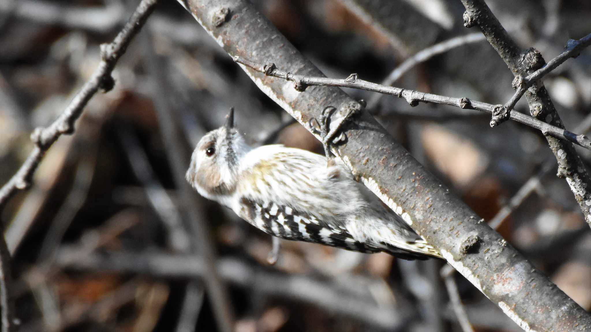 軽井沢野鳥の森 コゲラの写真 by ao1000