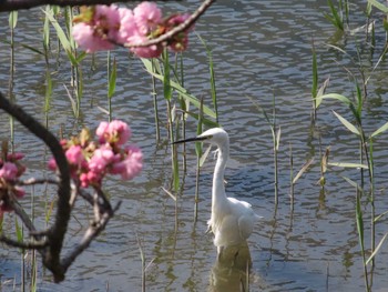 コサギ 浜離宮恩賜庭園 2022年4月9日(土)