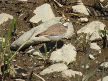 Sat, 4/9/2022 Birding report at 厚木市