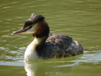 Sat, 4/9/2022 Birding report at Tokyo Port Wild Bird Park