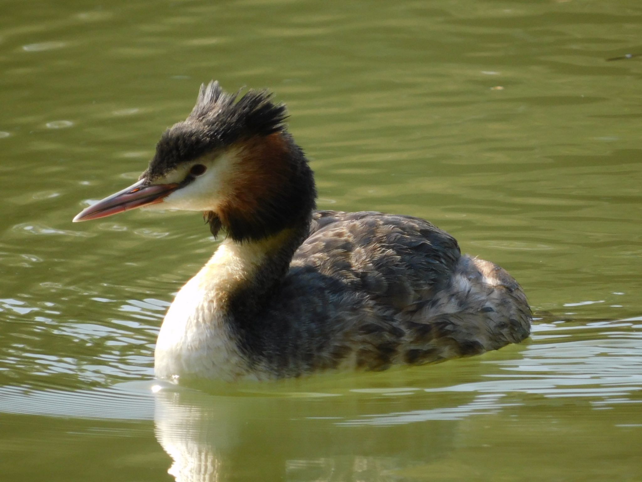 東京港野鳥公園 カンムリカイツブリの写真 by ucello