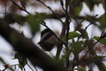 エナガ 権現山(弘法山公園) 2022年4月7日(木)