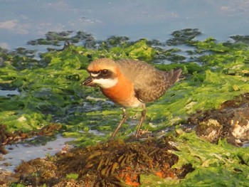 2022年4月9日(土) 平磯海岸の野鳥観察記録