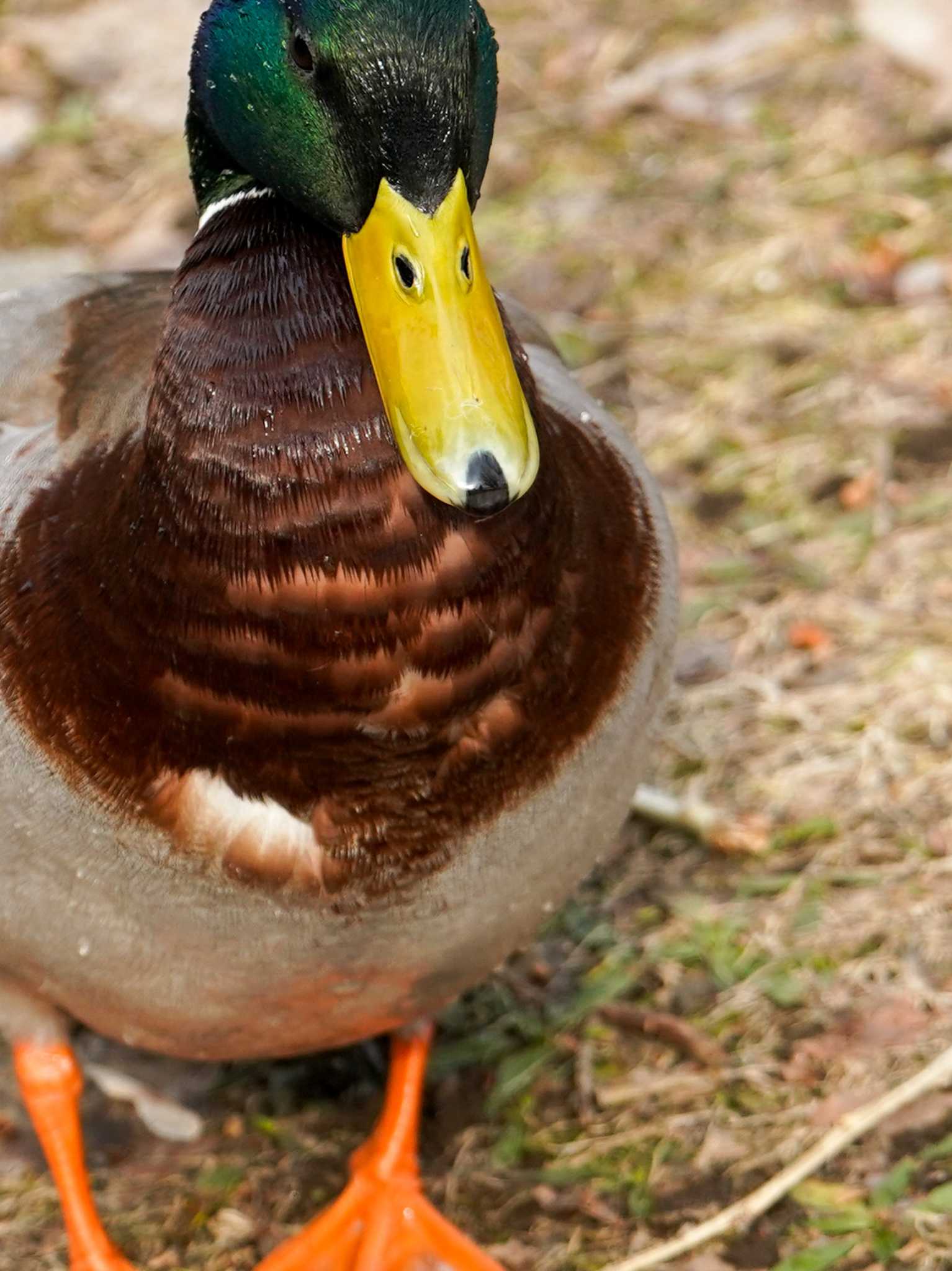 Mallard