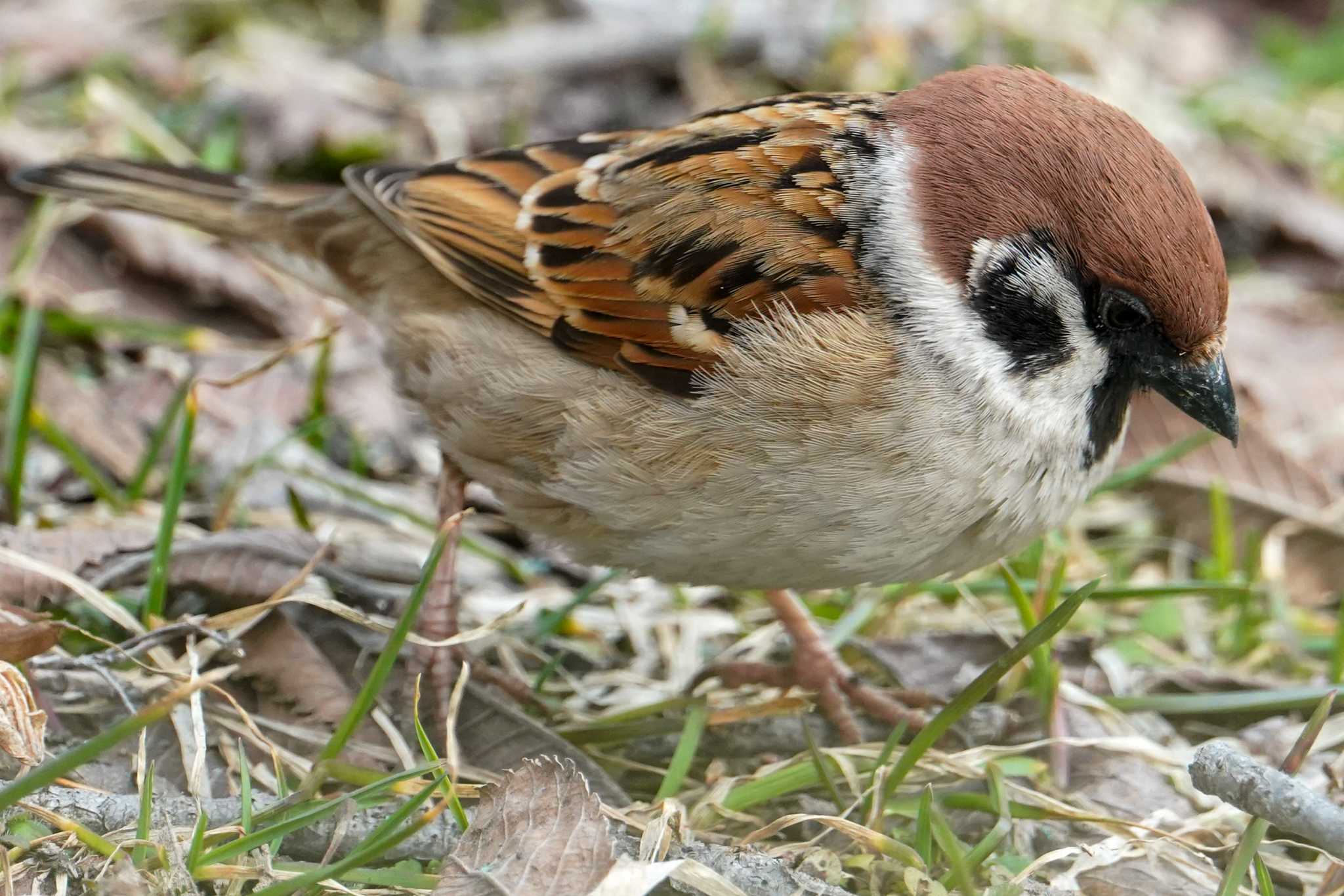 Eurasian Tree Sparrow