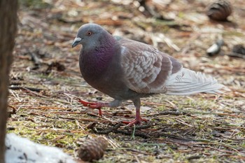 カワラバト 中島公園 2022年4月9日(土)