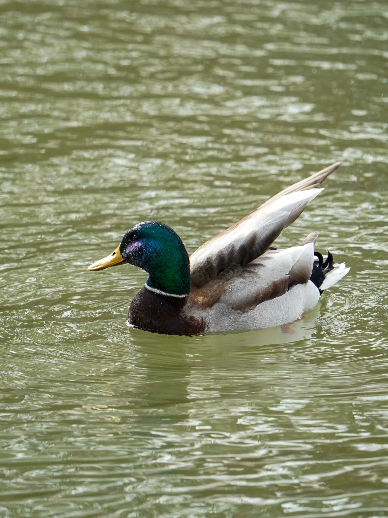 Mallard