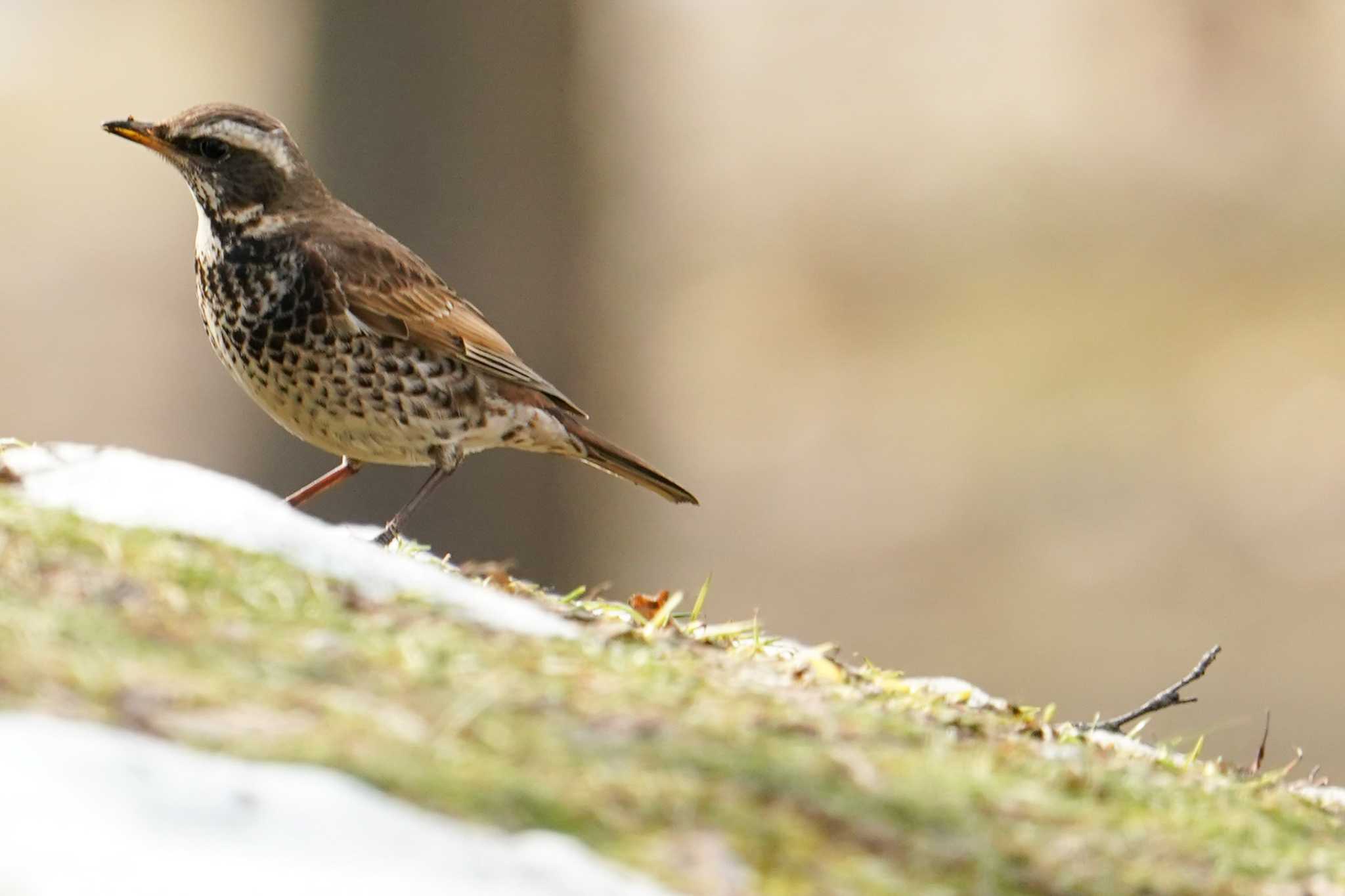 Dusky Thrush