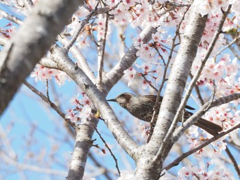 ヒヨドリ 志方東公園 2022年4月9日(土)