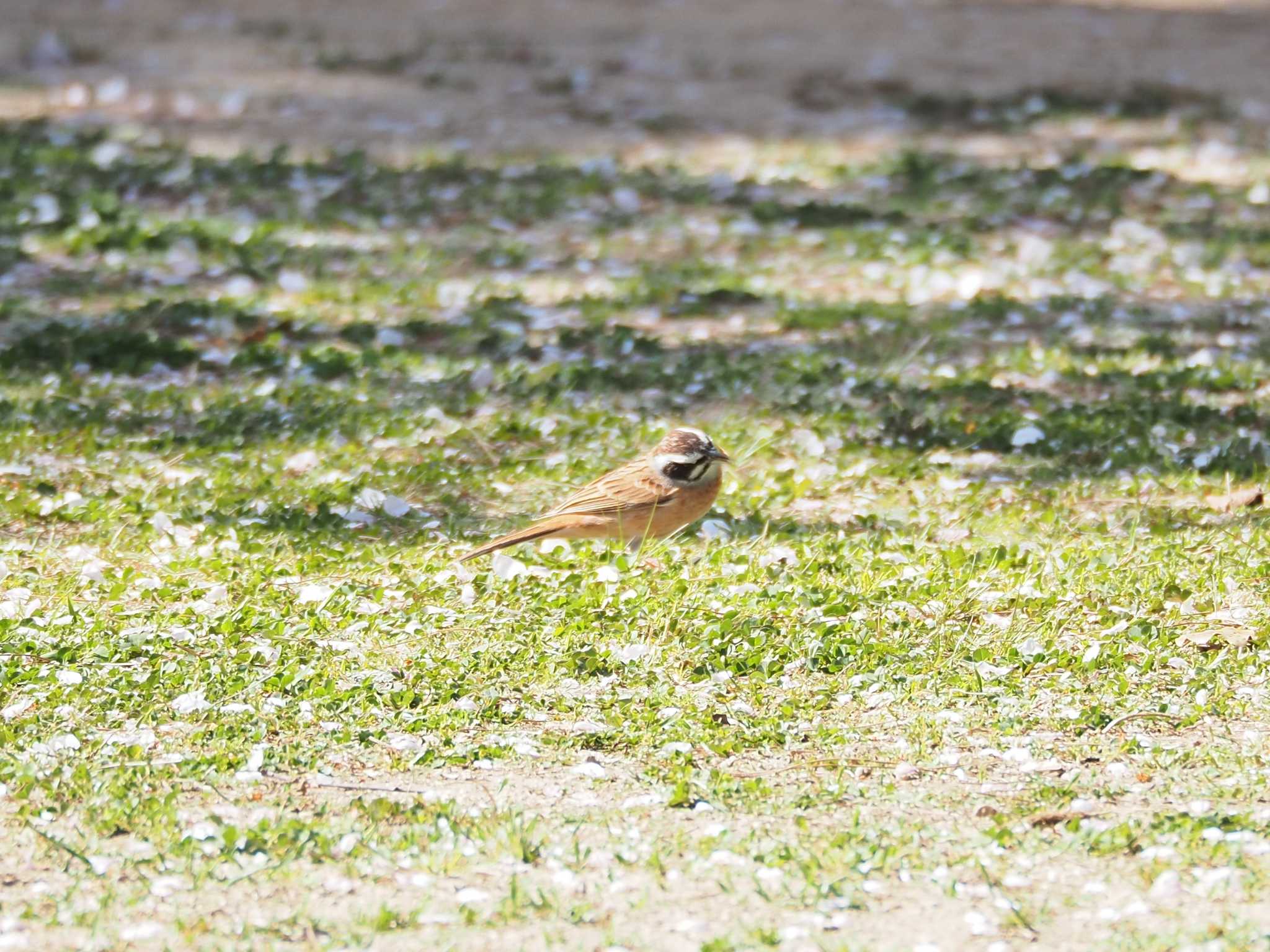 Photo of Meadow Bunting at 志方東公園 by Chihiro