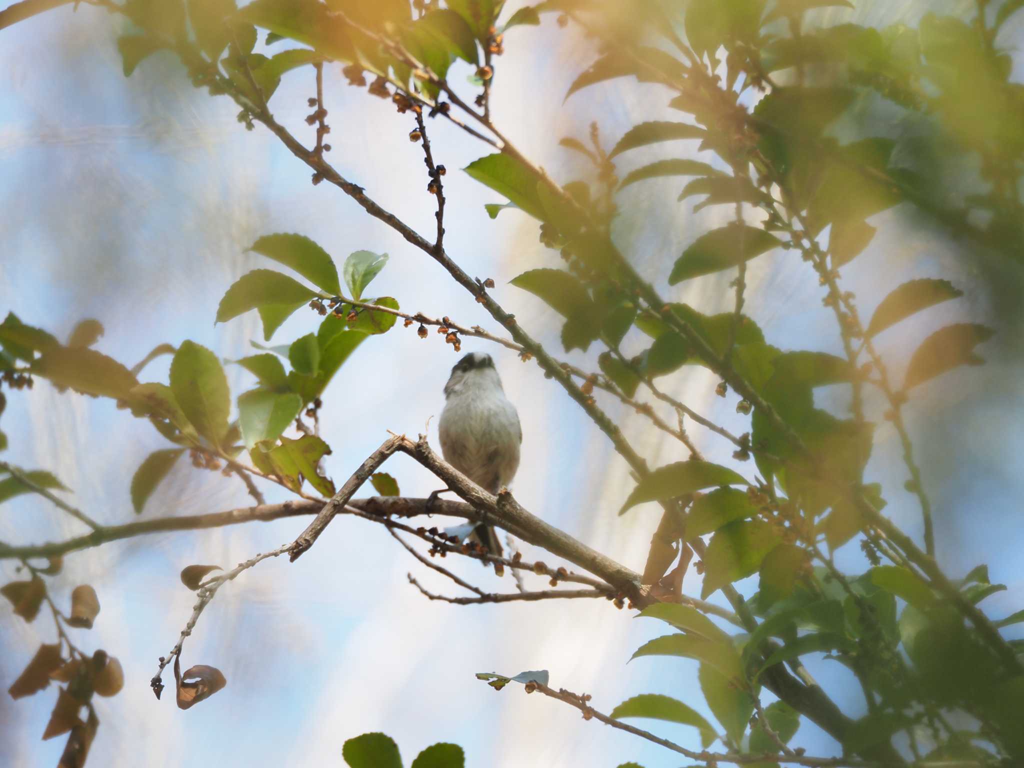 Photo of Long-tailed Tit at 志方東公園 by Chihiro