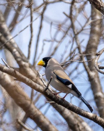 2022年3月27日(日) 飯田ダムの野鳥観察記録