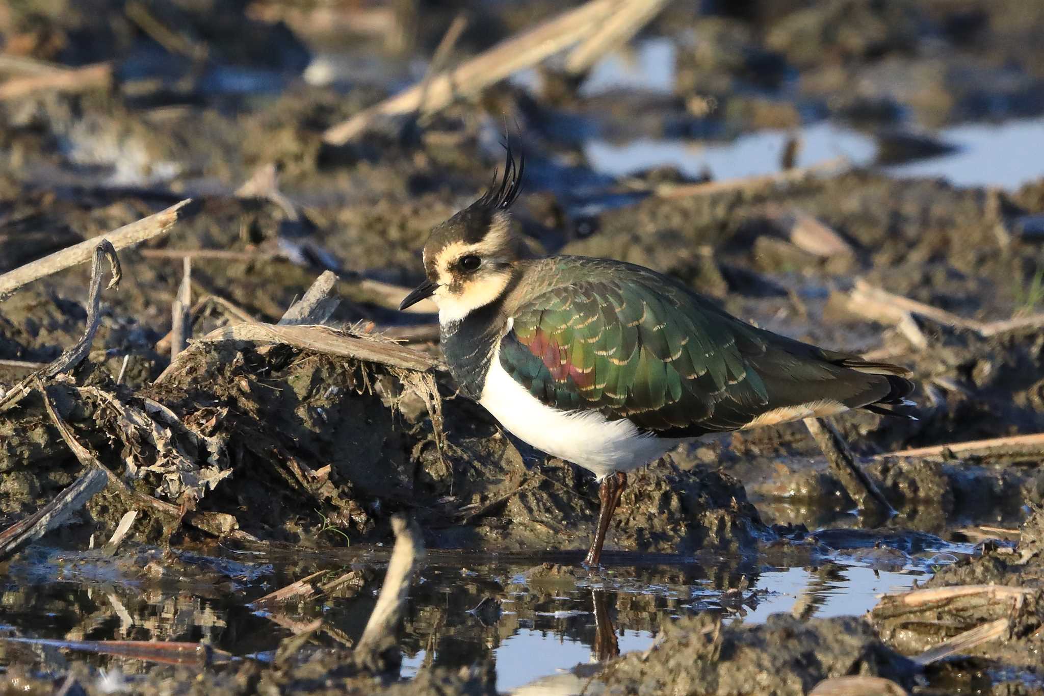 Photo of Northern Lapwing at  by My