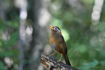 ガビチョウ 多磨霊園 2017年11月12日(日)