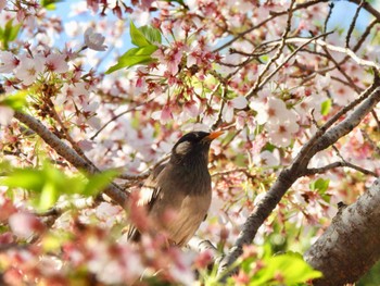 2022年4月9日(土) 王子公園の野鳥観察記録