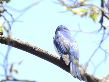 2022年4月9日(土) 大阪城公園の野鳥観察記録