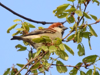 2022年4月9日(土) 千里南公園の野鳥観察記録