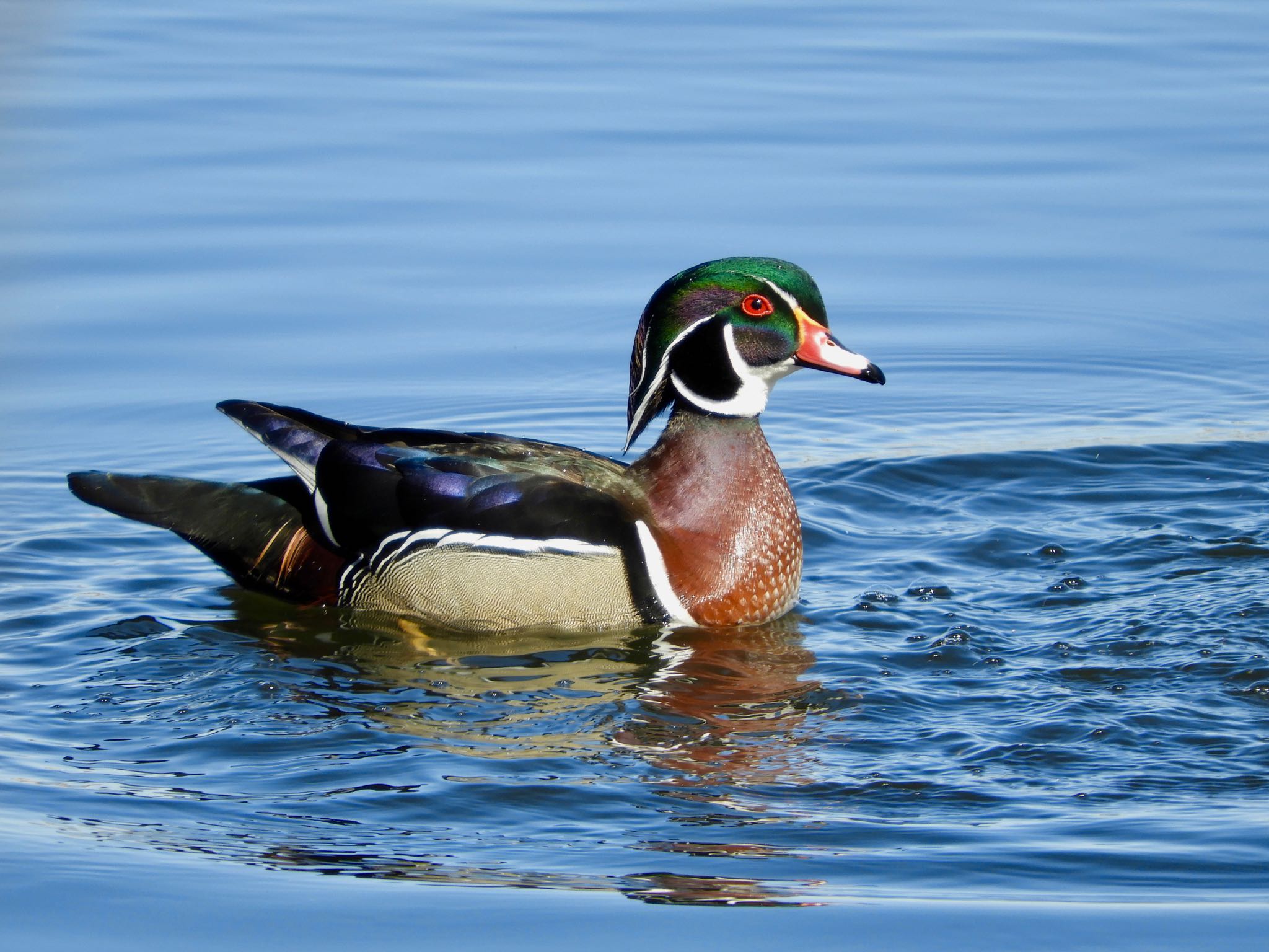 Photo of Wood Duck at Lake Como(Minnesota) by たっちゃん365