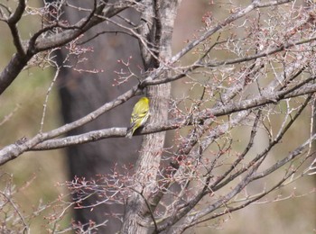 マヒワ 皆野町 2022年4月6日(水)