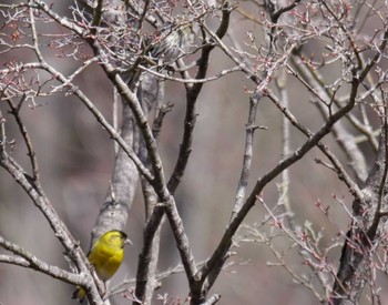 Eurasian Siskin 皆野町 Wed, 4/6/2022