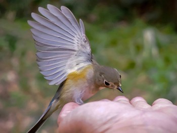 Red-flanked Bluetail 不動ヶ池 Wed, 4/6/2022