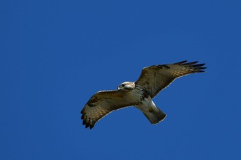 Eastern Buzzard 静岡県 御前崎海岸 Mon, 2/28/2022